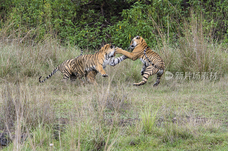 孟加拉虎(Panthera tigris tigris)正在打架，野生动物被射杀